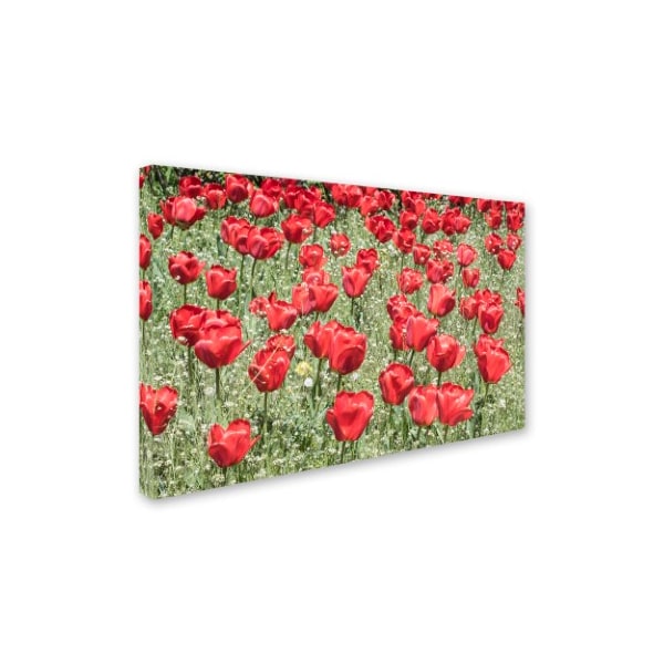 Kurt Shaffer 'Red Red Tulips' Canvas Art,16x24